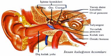 Kulak Blmleri